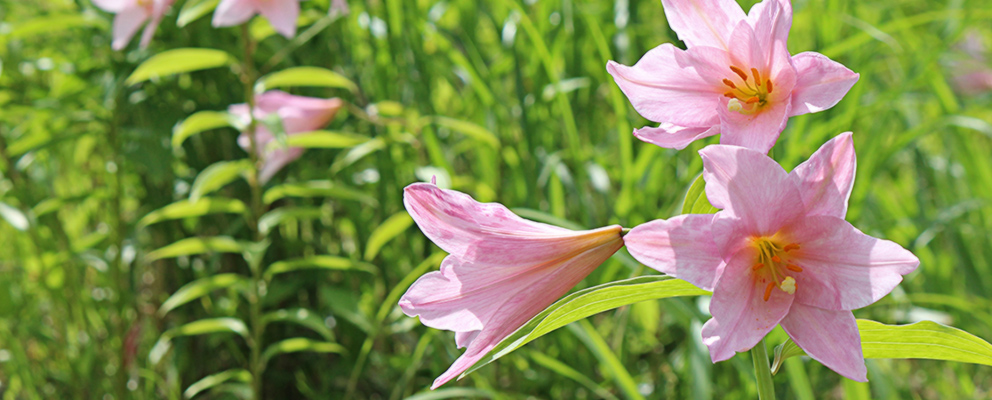 浜大津市の花「ひめさゆり」
